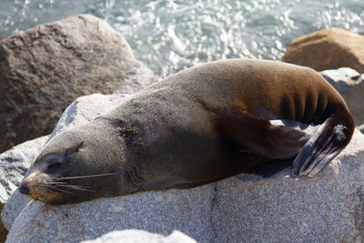 Close-up of sea lion on rock