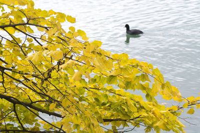 Close-up of birds perching on yellow flower