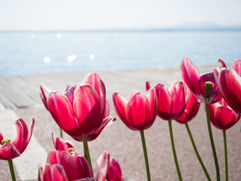 Close-up of pink tulips against sea