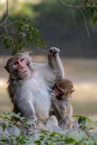 Close-up of monkey on field