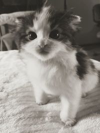 Close-up portrait of a cat