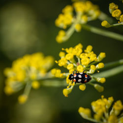 Close-up of bee on flower