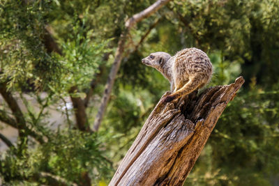 Squirrel on a tree