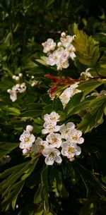 flowering plant