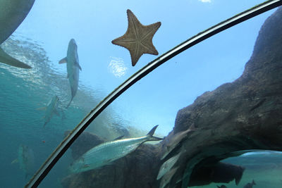 Fish swimming in sea