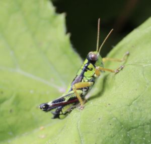 Close-up of insect on leaf