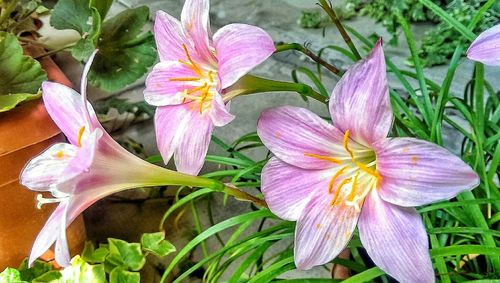 Close-up of pink flower