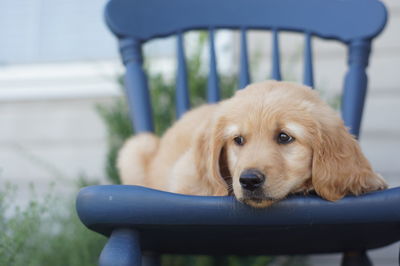 Close-up of golden retriever puppy resting on chair