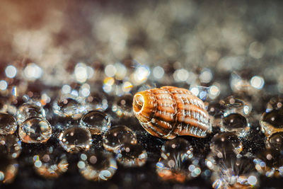 Close-up of seashell amidst water drops