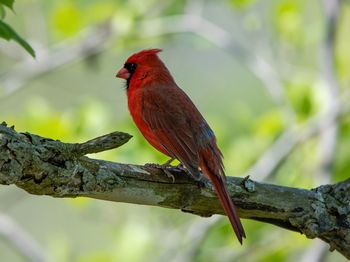 Close-up of a bird perching on branch