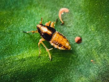 High angle view of insect on leaf