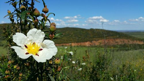 Close-up of white flowers blooming in field