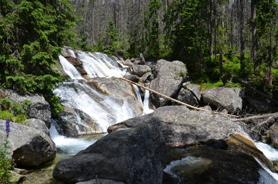 Scenic view of waterfall in forest