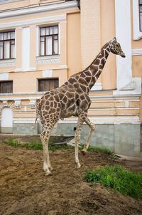 Side view of horse standing against building