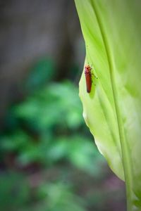 Close-up of ladybug on leaf