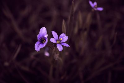 Close-up of flower blooming outdoors