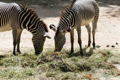 Zebras and zebra on field