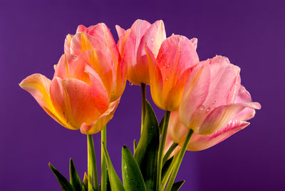 Close-up of pink flower