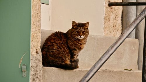 Portrait of cat sitting on wall