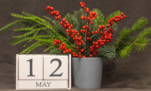 Close-up of red berries on plant