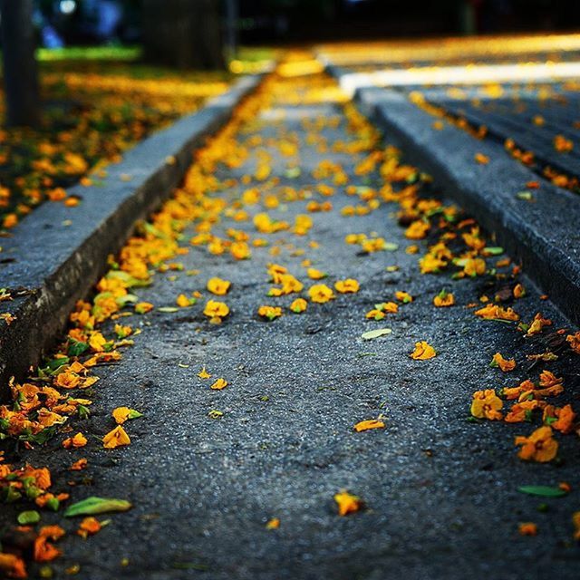 autumn, change, leaf, the way forward, transportation, season, yellow, asphalt, surface level, street, road marking, road, diminishing perspective, leaves, fallen, vanishing point, dry, high angle view, selective focus, nature