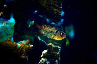 Close-up of fish swimming in sea