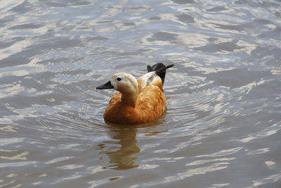 High angle view of duck swimming in lake