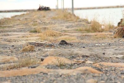 Close-up of water flowing through land