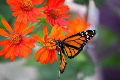 Close-up of butterfly pollinating on orange flower