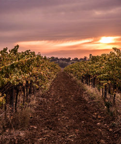 View of vineyard against sky during sunset