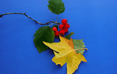 Close-up of maple leaves against blue background