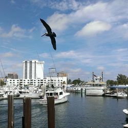 Seagull flying over water