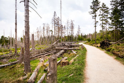 Road amidst trees in forest against sky