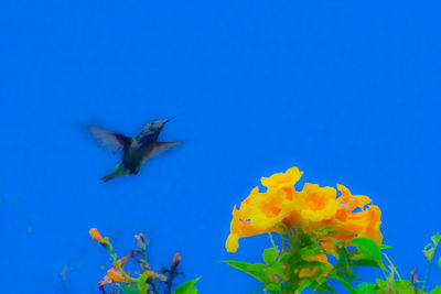 Low angle view of bird flying against clear blue sky