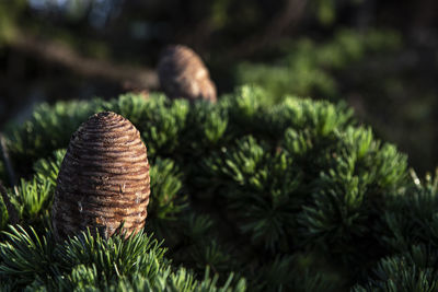 Close-up of pine cone on tree
