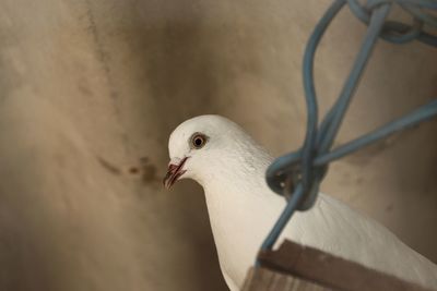 Close-up of swan