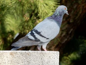 Close-up of pigeon perching on retaining wall