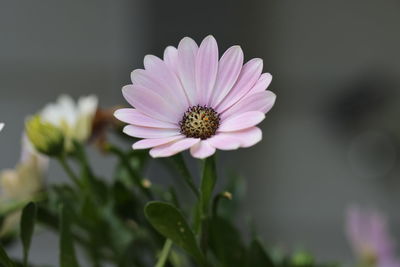 Close-up of white daisy flowers