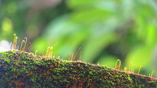 Close-up of plants growing on field