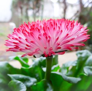 Close-up of pink flower blooming outdoors