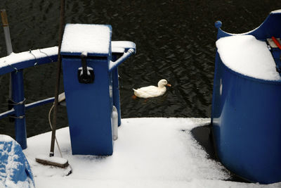 Swan perching on floor