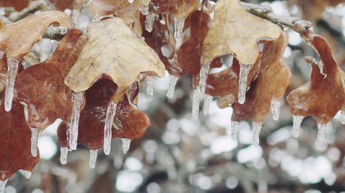 Close-up of snow on tree