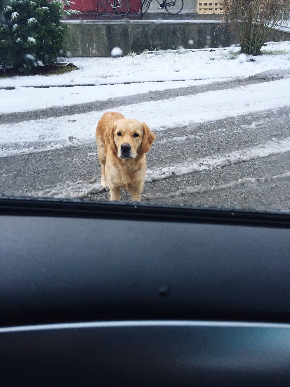 one animal, pets, animal themes, dog, domestic animals, mammal, transportation, road, street, sitting, car, zoology, full length, looking away, vertebrate, day, no people, outdoors, portrait, animal