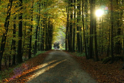 Dirt road passing through forest