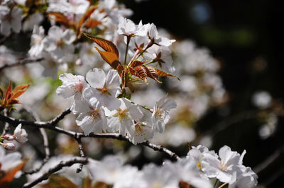 Close-up of cherry blossoms on tree