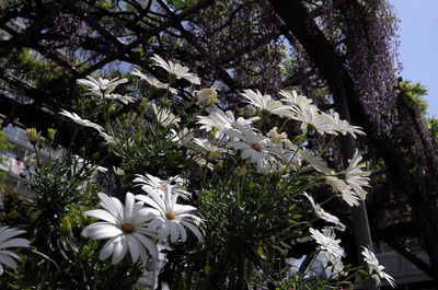 White flowers blooming on tree