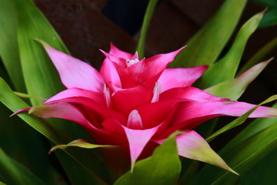 Close-up of pink flowering plant