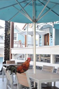 View of birds on table