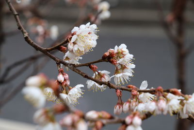 Close-up of white cherry blossom tree