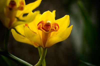 Close-up of yellow flower blooming outdoors